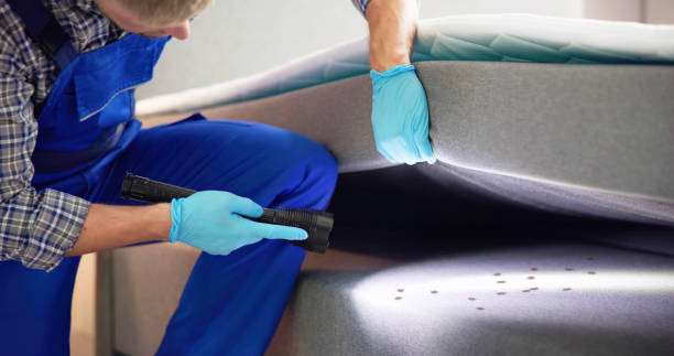 Best Flea Control Services  in , DC