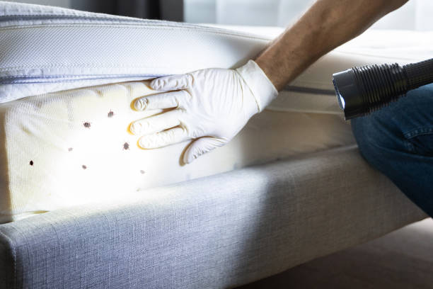 Best Insect Control  in , DC